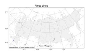Pinus pinea L., Atlas of the Russian Flora (FLORUS) (Russia)