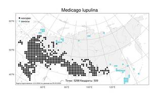 Medicago lupulina L., Atlas of the Russian Flora (FLORUS) (Russia)