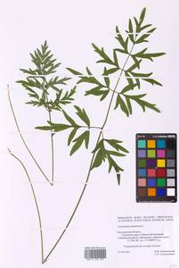 Silphiodaucus prutenicus subsp. prutenicus, Eastern Europe, Central forest-and-steppe region (E6) (Russia)