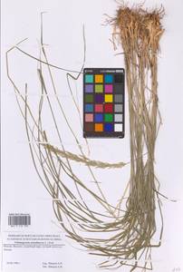 Calamagrostis arundinacea (L.) Roth, Eastern Europe, Moscow region (E4a) (Russia)