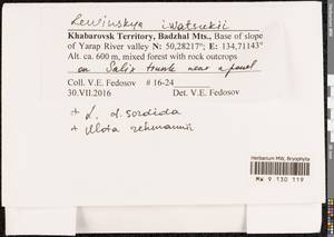 Lewinskya iwatsukii (Ignatov) F. Lara, Garilleti & Goffinet, Bryophytes, Bryophytes - Russian Far East (excl. Chukotka & Kamchatka) (B20) (Russia)