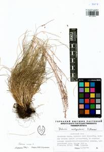 Festuca ovina L., Siberia, Baikal & Transbaikal region (S4) (Russia)