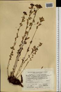 Rhodiola rosea L., Eastern Europe, Eastern region (E10) (Russia)