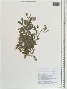 Caragana halodendron (Pall.) Dum.Cours., Crimea (KRYM) (Russia)