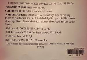 MW 9 111 079, Fissidens gymnogynus Besch., Bryophytes, Bryophytes - Russian Far East (excl. Chukotka & Kamchatka) (B20) (Russia)