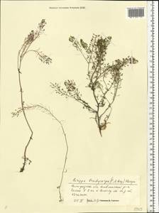 Rorippa brachycarpa (C. A. Mey.) Hayek, Eastern Europe, Lower Volga region (E9) (Russia)