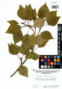 Populus balsamifera, Siberia, Baikal & Transbaikal region (S4) (Russia)