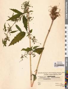 Urtica dioica var. holosericea Fr., Siberia, Chukotka & Kamchatka (S7) (Russia)