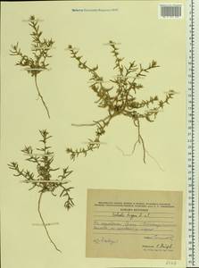 Salsola tragus L., Eastern Europe, South Ukrainian region (E12) (Ukraine)