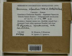 Grimmia alpestris (F. Weber & D. Mohr) Schleich., Bryophytes, Bryophytes - North Caucasus & Ciscaucasia (B12) (Russia)