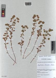 KUZ 001 620, Euphorbia borealis Baikov, Siberia, Altai & Sayany Mountains (S2) (Russia)