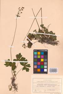 Sanicula europaea L., Eastern Europe, Eastern region (E10) (Russia)