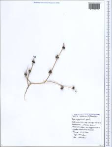 Torilis nodosa (L.) Gaertn., Caucasus, Black Sea Shore (from Novorossiysk to Adler) (K3) (Russia)