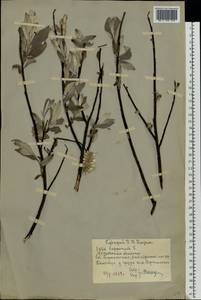 Salix lapponum L., Eastern Europe, Moscow region (E4a) (Russia)