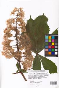 Aesculus hippocastanum L., Eastern Europe, Moscow region (E4a) (Russia)