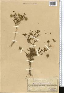 Ranunculus arvensis L., Middle Asia, Western Tian Shan & Karatau (M3) (Kazakhstan)
