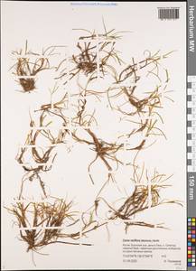Carex rariflora (Wahlenb.) Sm., Siberia, Yakutia (S5) (Russia)