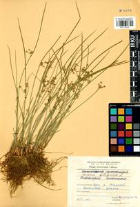 Juncus filiformis L., Siberia, Baikal & Transbaikal region (S4) (Russia)