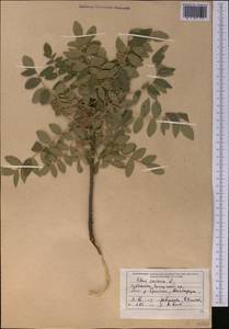 Rhus coriaria L., Middle Asia, Pamir & Pamiro-Alai (M2) (Tajikistan)