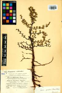 Larix gmelinii (Rupr.) Kuzen., Siberia, Baikal & Transbaikal region (S4) (Russia)