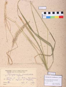 Calamagrostis arundinacea (L.) Roth, Siberia, Altai & Sayany Mountains (S2) (Russia)