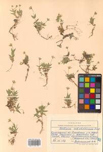 Stellaria eschscholtziana Fenzl, Siberia, Chukotka & Kamchatka (S7) (Russia)