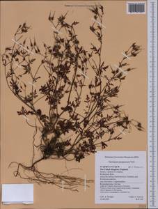 Geranium purpureum Vill., Western Europe (EUR) (United Kingdom)