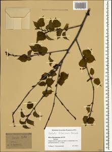 Betula pubescens var. litwinowii (Doluch.) Ashburner & McAll., Caucasus, South Ossetia (K4b) (South Ossetia)