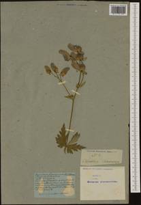 Aconitum variegatum L., Western Europe (EUR) (Not classified)