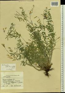 Astragalus vesicarius subsp. vesicarius, Eastern Europe, South Ukrainian region (E12) (Ukraine)