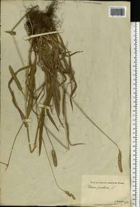 Phleum pratense L., Eastern Europe, Estonia (E2c) (Estonia)