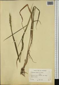 Elymus repens (L.) Gould, Western Europe (EUR) (Finland)