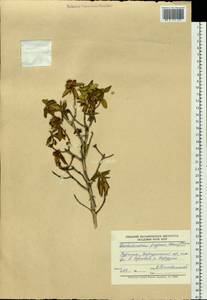 Rhododendron adamsii Rehder, Siberia, Baikal & Transbaikal region (S4) (Russia)