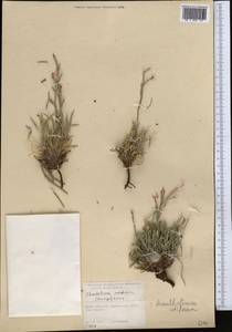Acantholimon setiferum Bunge, Middle Asia, Syr-Darian deserts & Kyzylkum (M7) (Kazakhstan)