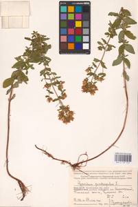 Hypericum maculatum Crantz, Eastern Europe, Northern region (E1) (Russia)