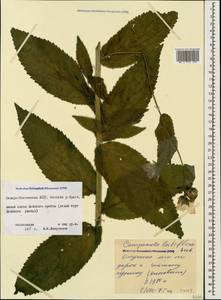 Campanula lactiflora M.Bieb., Caucasus, North Ossetia, Ingushetia & Chechnya (K1c) (Russia)