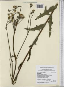 Sonchus arvensis subsp. uliginosus (M. Bieb.) Nyman, Western Europe (EUR) (Bulgaria)