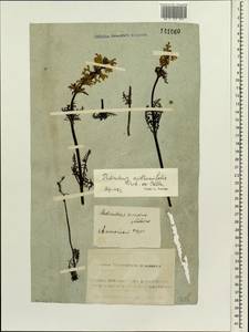 Pedicularis anthemifolia, Siberia, Altai & Sayany Mountains (S2) (Russia)