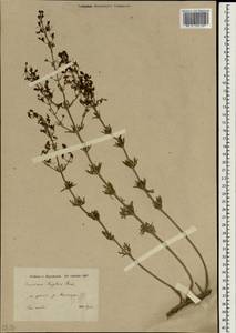 Teucrium orientale subsp. taylorii (Boiss.) Rech.f., South Asia, South Asia (Asia outside ex-Soviet states and Mongolia) (ASIA) (Iran)