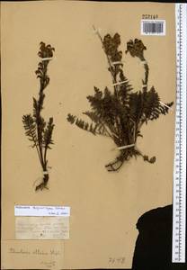 Pedicularis dolichorhiza Schrenk, Middle Asia, Dzungarian Alatau & Tarbagatai (M5) (Kazakhstan)
