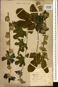 Alcea rugosa Alef., Caucasus, Black Sea Shore (from Novorossiysk to Adler) (K3) (Russia)