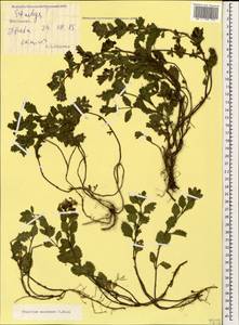 Teucrium chamaedrys subsp. nuchense (K.Koch) Rech.f., Caucasus, South Ossetia (K4b) (South Ossetia)