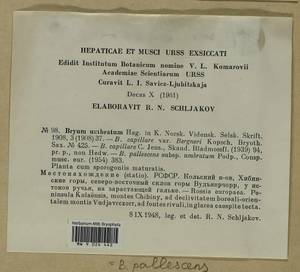 Ptychostomum pallescens (Schleich. ex Schwägr.) J.R. Spence, Bryophytes, Bryophytes - Karelia, Leningrad & Murmansk Oblasts (B4) (Russia)