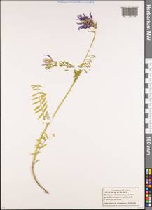 Astragalus onobrychis L., Eastern Europe, Moscow region (E4a) (Russia)