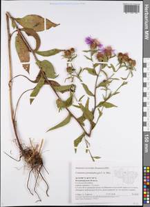 Centaurea pseudophrygia C. A. Mey., Eastern Europe, Central region (E4) (Russia)