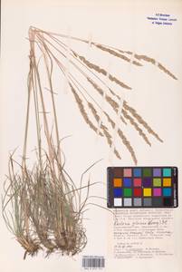 Koeleria glauca (Spreng.) DC., Eastern Europe (no precise locality) (E0)