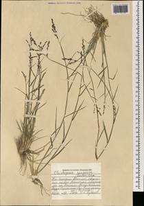 Cleistogenes songorica (Roshev.) Ohwi, Mongolia (MONG) (Mongolia)