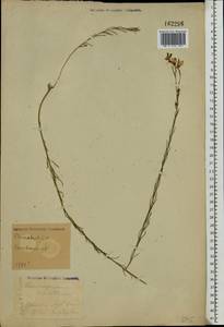 Linum perenne L., Eastern Europe, Central forest-and-steppe region (E6) (Russia)