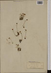 Saxifraga bryoides L., Western Europe (EUR) (Switzerland)
