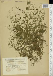 Moehringia trinervia (L.) Clairv., Eastern Europe, Eastern region (E10) (Russia)